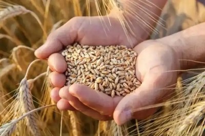 Second sale of wheat to be held through e-auction on Feb 15